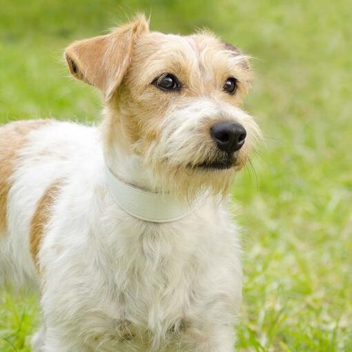 Millie Parson Russell Terrier Purina UK